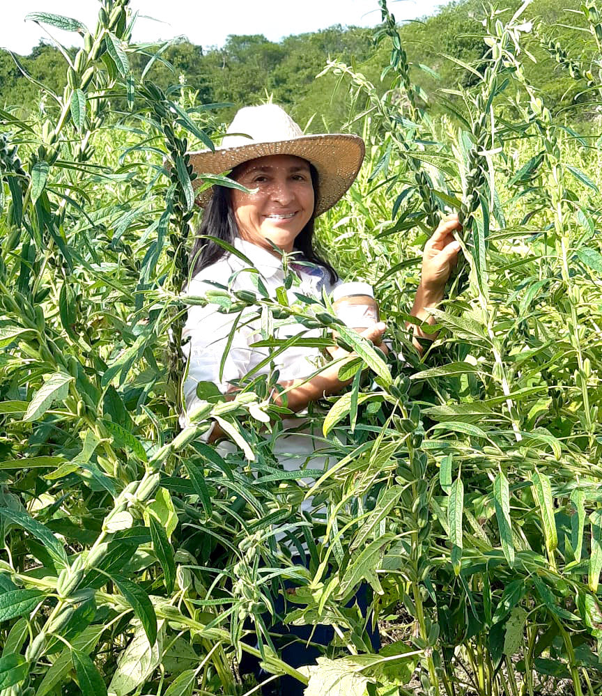 Productoras de Ajonjolí