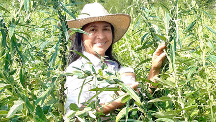 Productoras de Ajonjolí